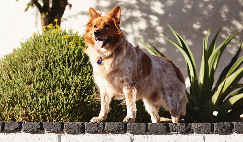 cost of heartworm injection