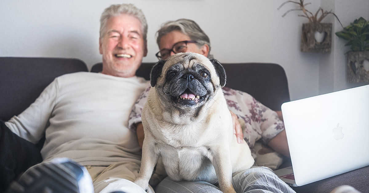 home remedies for dog poisoning