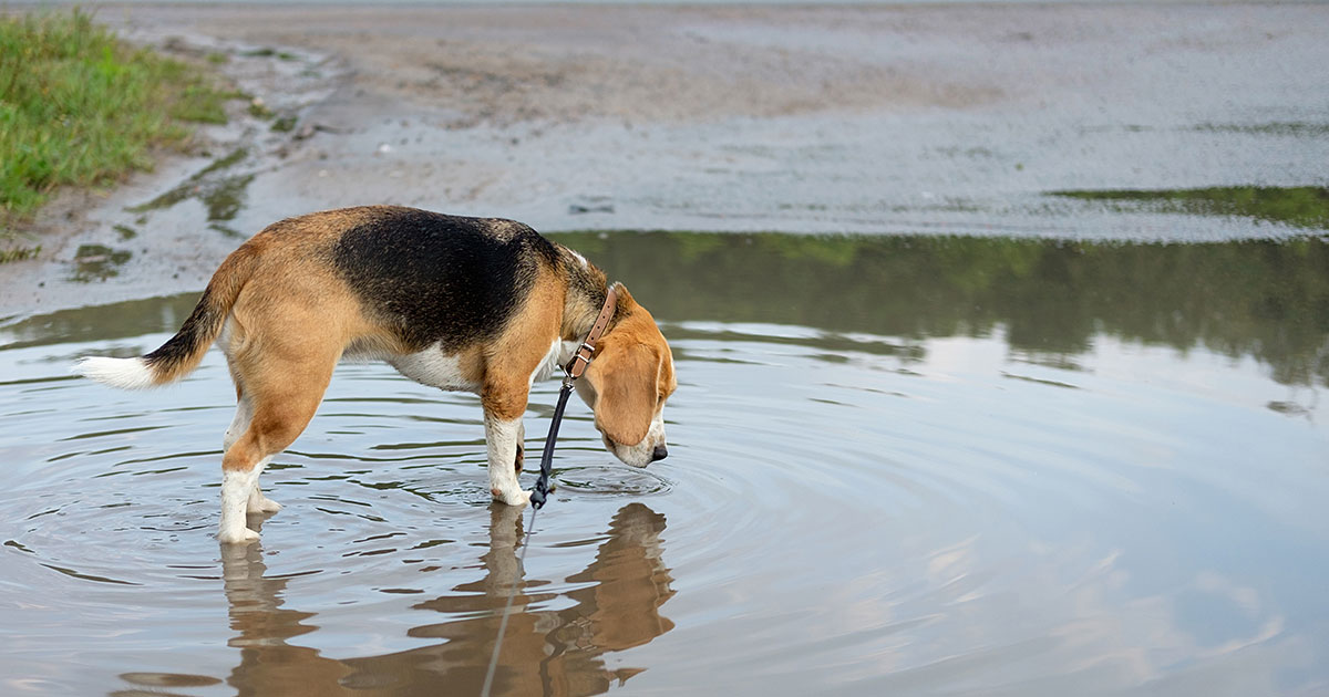 leptospirosis shot for dogs