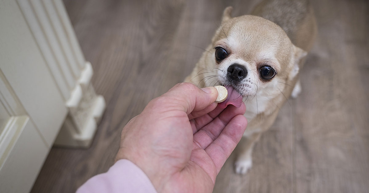 safe flea treatment for chihuahuas