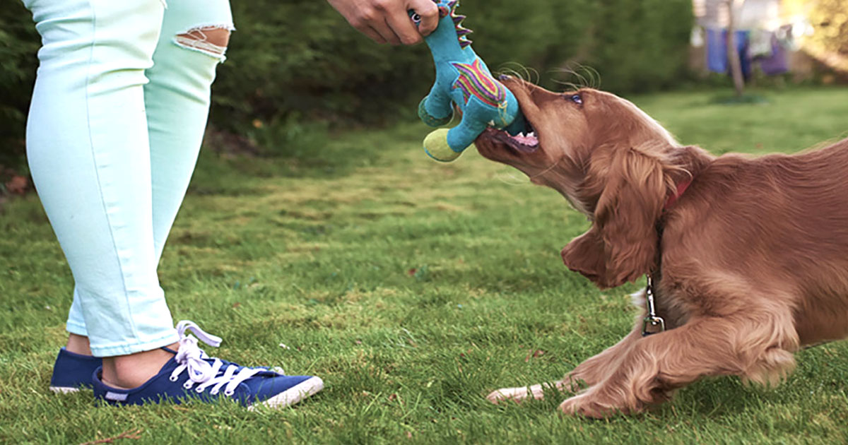 Does your dog limp or tire easily? Zoetis Petcare